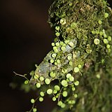 Costa Rica20150403-2347-0960